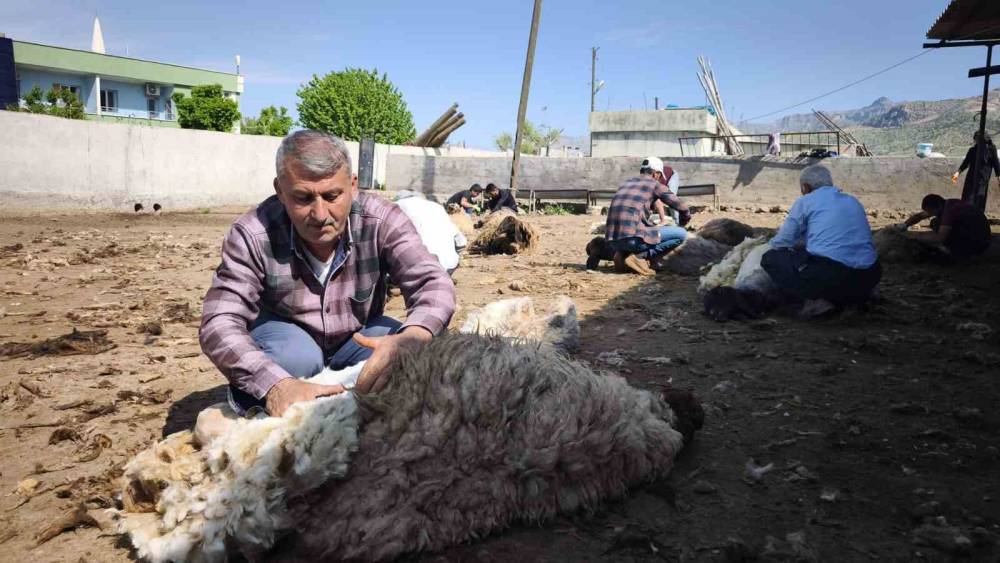 Şırnaklı Göçerlerden Dayanışma Örneği: Yüzlerce Koyun Kırkıldı