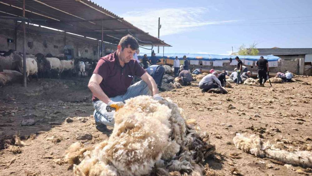 Şırnaklı Göçerlerden Dayanışma Örneği: Yüzlerce Koyun Kırkıldı