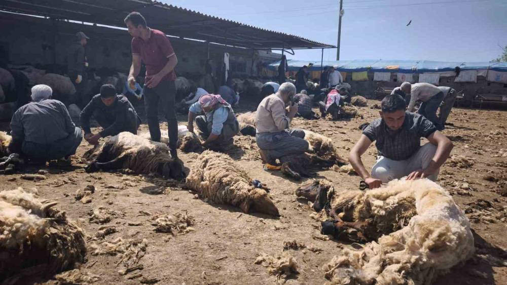 Şırnaklı Göçerlerden Dayanışma Örneği: Yüzlerce Koyun Kırkıldı