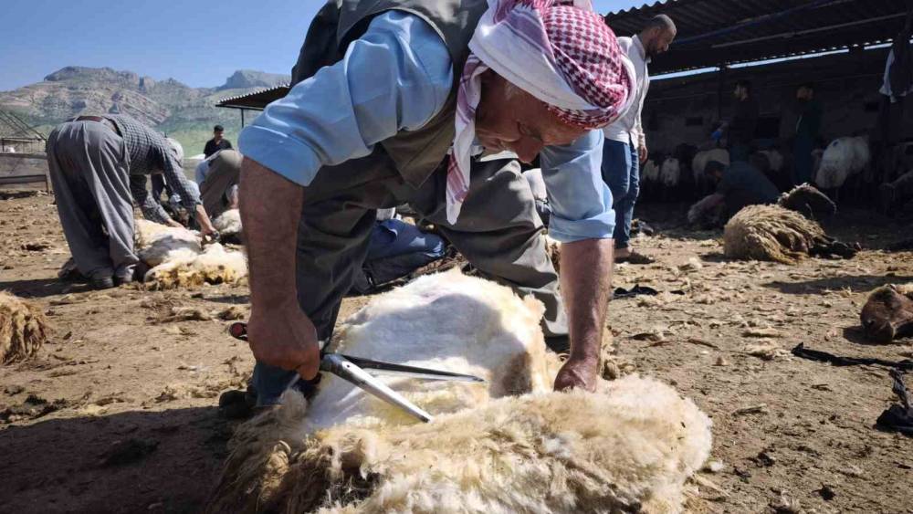 Şırnaklı Göçerlerden Dayanışma Örneği: Yüzlerce Koyun Kırkıldı