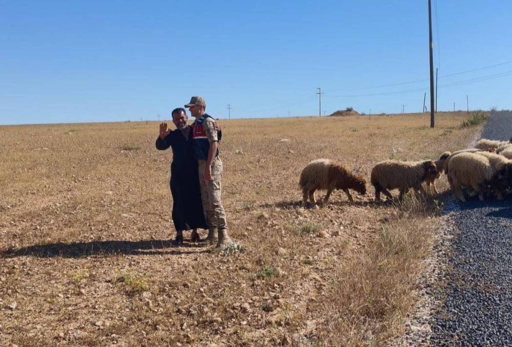 Kaybolan Küçükbaş Hayvanları Jandarma Buldu