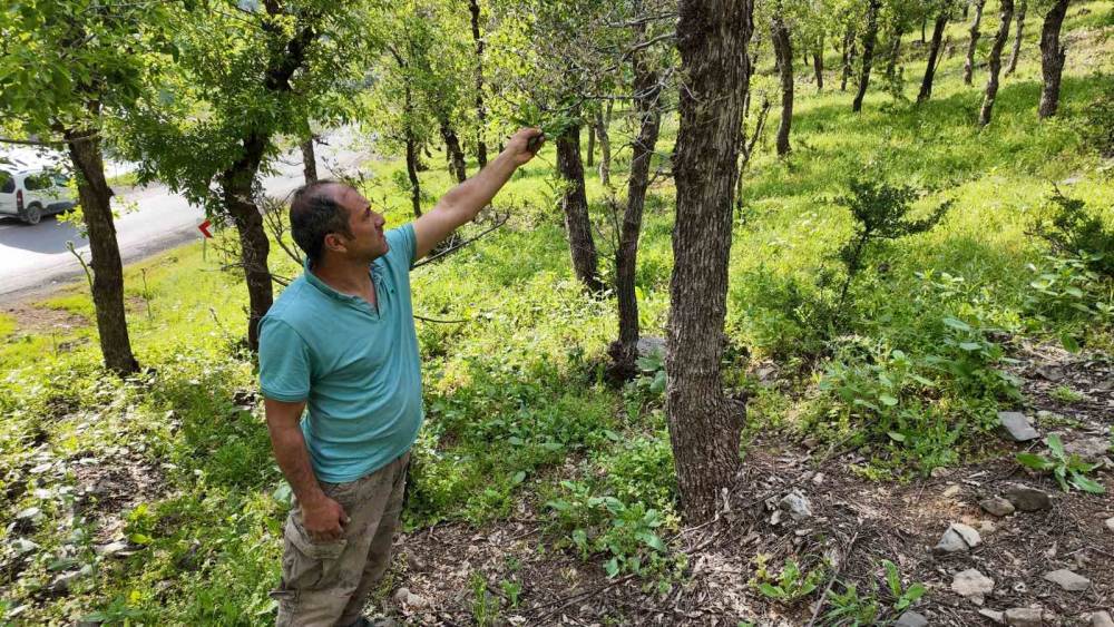 Şırnak’ta Ormanlık Alanda Tırtıl İstilası: Vatandaş'tan Yetkililere Çağrı