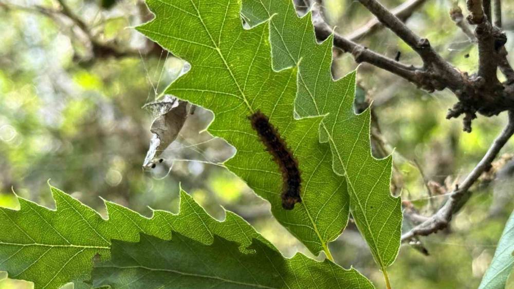 Şırnak’ta Ormanlık Alanda Tırtıl İstilası: Vatandaş'tan Yetkililere Çağrı