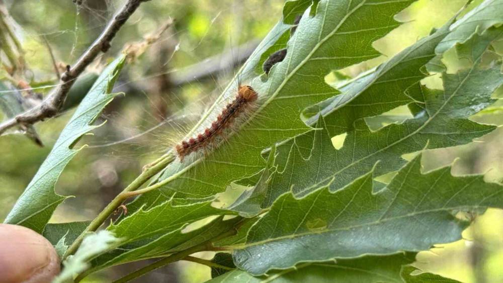 Şırnak’ta Ormanlık Alanda Tırtıl İstilası: Vatandaş'tan Yetkililere Çağrı