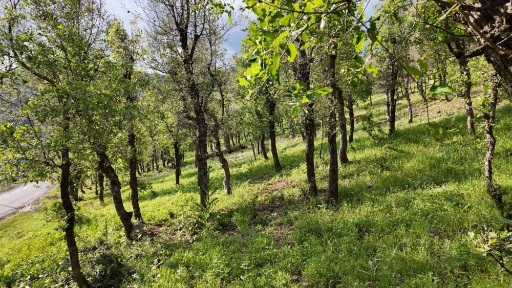 Şırnak’ta Ormanlık Alanda Tırtıl İstilası: Vatandaş'tan Yetkililere Çağrı