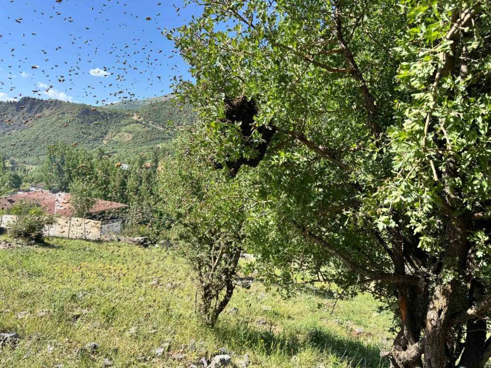 Şırnak’ta Bu Yıl Arılar İçin Bereketli Geçiyor