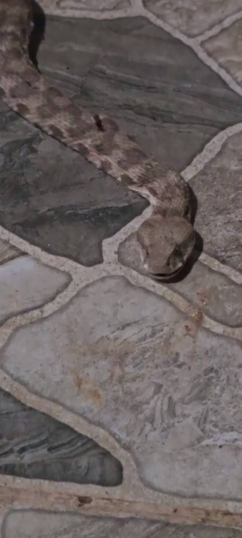 Şırnak'ta Balkona Çay İçmeye Çıktı, Karşısında Dev Yılanı Görünce Donakaldı