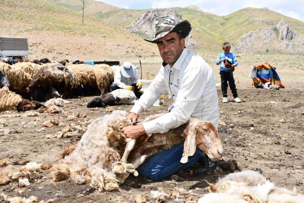 Şırnak'ta Yayla Sezonu Öncesi Hummalı Mesai: Binlerce Koyun Yıkanıp Kırkılıyor