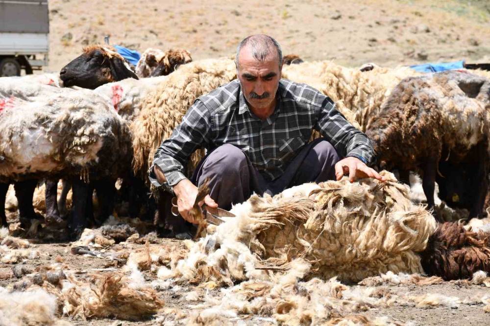 Şırnak'ta Yayla Sezonu Öncesi Hummalı Mesai: Binlerce Koyun Yıkanıp Kırkılıyor