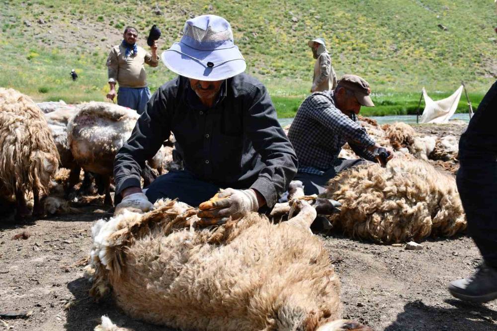 Şırnak'ta Yayla Sezonu Öncesi Hummalı Mesai: Binlerce Koyun Yıkanıp Kırkılıyor