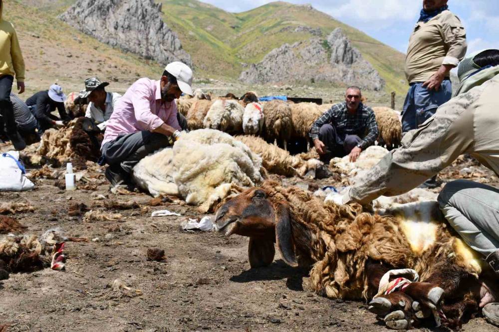 Şırnak'ta Yayla Sezonu Öncesi Hummalı Mesai: Binlerce Koyun Yıkanıp Kırkılıyor