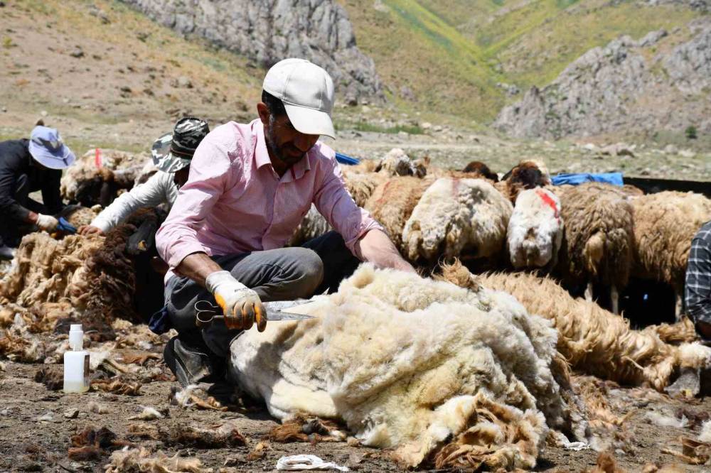 Şırnak'ta Yayla Sezonu Öncesi Hummalı Mesai: Binlerce Koyun Yıkanıp Kırkılıyor