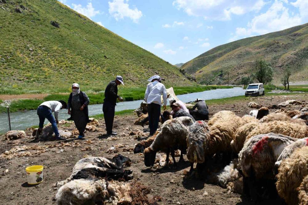 Şırnak'ta Yayla Sezonu Öncesi Hummalı Mesai: Binlerce Koyun Yıkanıp Kırkılıyor