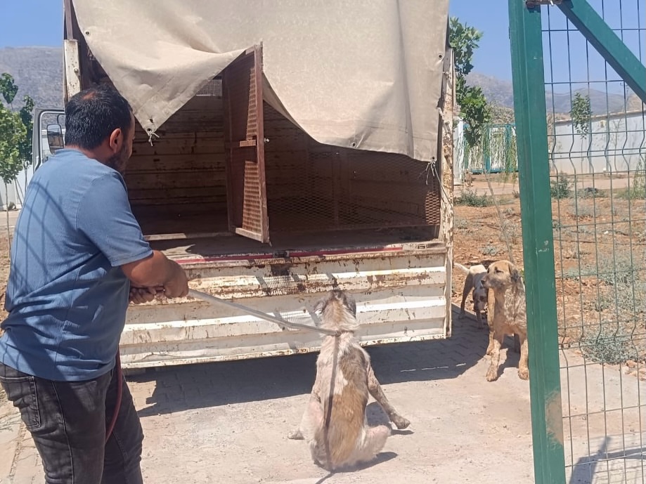 veteriner-isleri-mudurlugumuz-ekipleri-mahallelerimizden-gelen-ihbarlar-dogrultusunda-sokak-hay-2.jpg