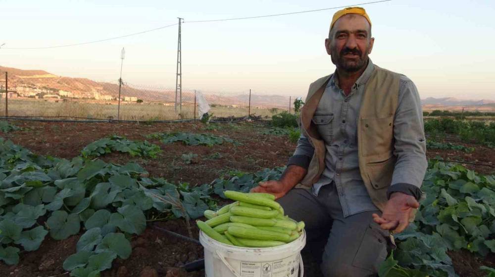 Yaz Ayı Geldi: Bostanlarda "Trözi" Mesaisi