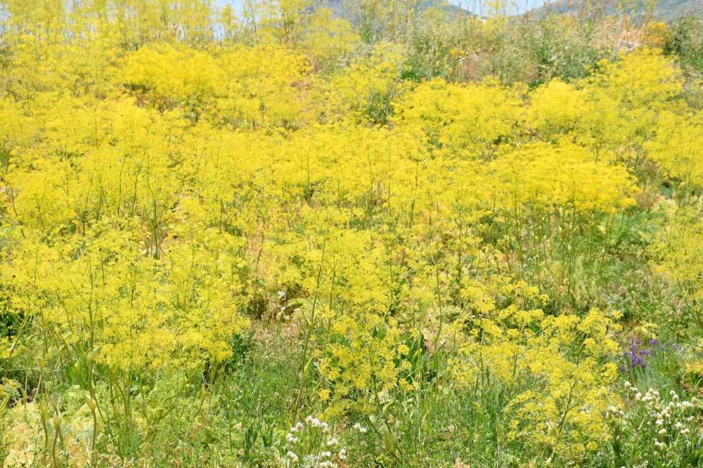 Şırnak'ta 3 bin rakımlı yayla sarı rengine büründü