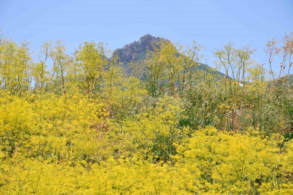 Şırnak'ta 3 bin rakımlı yayla sarı rengine büründü