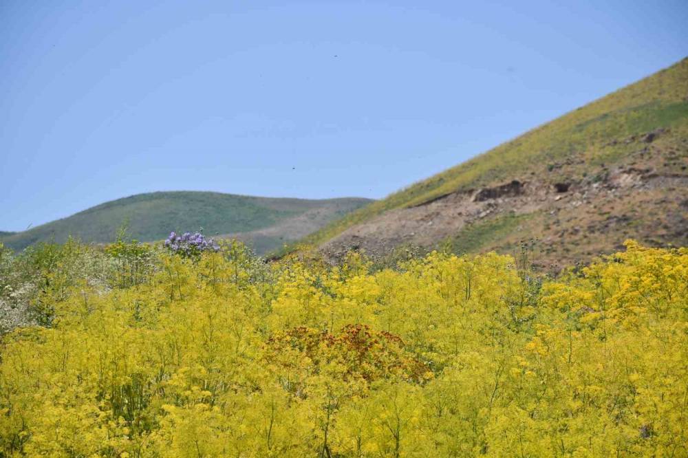 Şırnak'ta 3 bin rakımlı yayla sarı rengine büründü