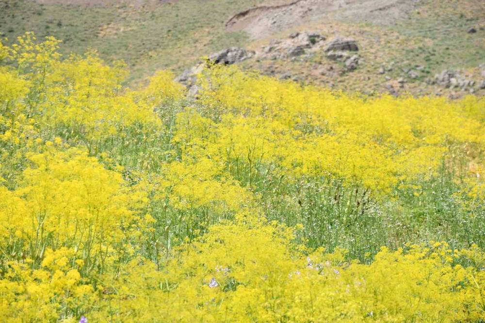 Şırnak'ta 3 bin rakımlı yayla sarı rengine büründü