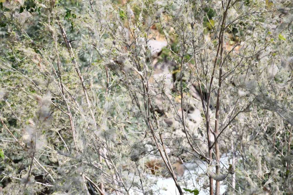 Şırnak’ta Tırtıl İstilası: Ağaçlar Beyaza Büründü