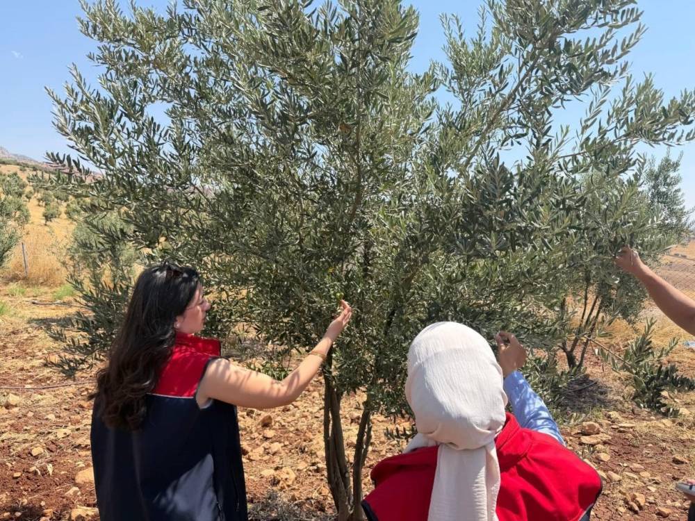 Şırnak’ta Zeytin Bahçelerinde Hasar Tespit Çalışmaları Başlatıldı