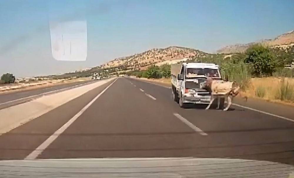 Kamyonetin Çarptığı Eşek Metrelerce Havaya Fırladı