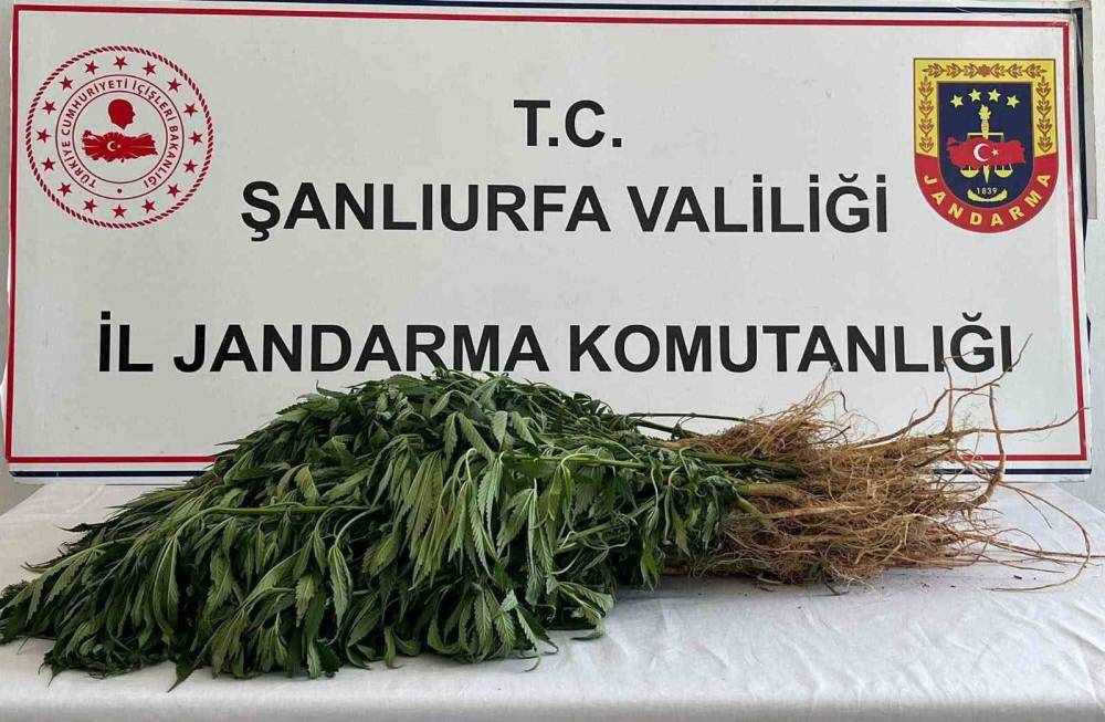 Şanlıurfa’da  Uyuşturucu Operasyonları: 5 Gözaltı
