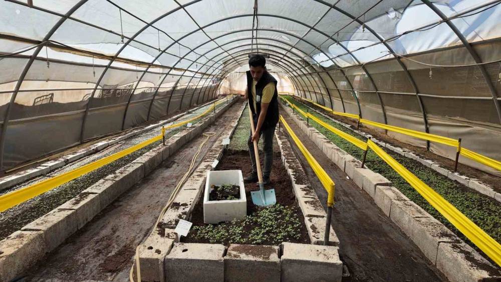 Şanlıurfa’da 500 Bin Mevsimlik Çiçek Üretilecek