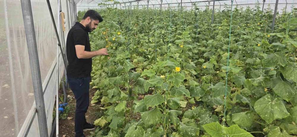 Cizre’de Örtü Altı Yetiştiriciliğine Devlet Eli