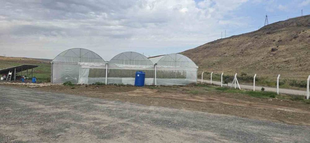 Cizre’de Örtü Altı Yetiştiriciliğine Devlet Eli