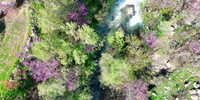 Şırnak'ta Çiçek açan erguvan ağaçları doğaya renk kattı